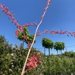 Juka červená (Hesperaloe Parviflora), výška: 50-60 cm , kont. C5L (-20°C)